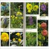 Poppies: A Guide to the Poppy Family in the Wild and in Cultivation view 4