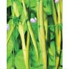 Apollo 4 x 2m Pea and Bean Net with 153mm Mesh view 2