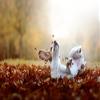 Fotokarten. Kreative Fotoaufgaben "Hundefotografie": 50 Inspirationen fr bessere Fotokarten zum Inspirieren, Nachmachen und Lernen: 25 ... zum Inspirieren, Nachmachen und Lernen view 2