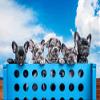 Fotokarten. Kreative Fotoaufgaben "Hundefotografie": 50 Inspirationen fr bessere Fotokarten zum Inspirieren, Nachmachen und Lernen: 25 ... zum Inspirieren, Nachmachen und Lernen view 3
