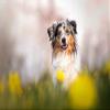 Fotokarten. Kreative Fotoaufgaben "Hundefotografie": 50 Inspirationen fr bessere Fotokarten zum Inspirieren, Nachmachen und Lernen: 25 ... zum Inspirieren, Nachmachen und Lernen view 4