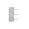 hansgrohe 04341000 Raindance S 100 AIR Green 3-Jet Handshower, Chrome view 4