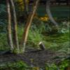 Hinkley Landscape Lighting Hardy Island 1536MZ Spot Light, MR16 LED Bulb Required, 50w, Matte Bronze Clear Lens view 2