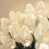 Wintergreen Lighting 25 C7 Warm White LED Christmas Lights  17 ft Indoor Outdoor String Lights for Trees, Rooflines, and Events view 1