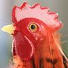 Standing Multicolored Feathered Artificial Rooster with Attached Wires view 3