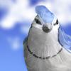 Factory Direct Craft Large Feathered Artificial Blue Jay Bird with Attached Wires view 3