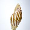Snail Sea Shell Lamp Finial with Polished Brass Base 3.25" h view 4
