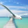 Factory Direct Craft Flying Feathered Seagull Birds - 2 Birds view 2