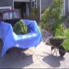 12' x 16' Foremost Tarp 81216 Blue Cut Size 5-Mil Tarp view 2