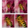 +1+2+4+10 4Pc Close-Up Macro Lens Set for Panasonic Lumix DMC-FZ70 view 2