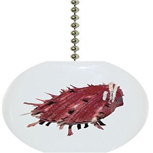 Carolina Hardware and Decor 1410F Clam Seashell Ceramic Fan Pull