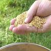 Chase Mole & Gopher Repellant 6 Lbs. view 2