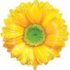 Burton & Burton Yellow Flower [DVD] view 1