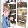 John Sterling Window Security Guard, Five Bar, 18 in view 3