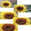 Tiffen 4.5" Round Close-up +1 Lens (Diopter Filter) view 1