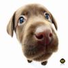 Allsop 30010 Hana Deka Dogs Computer Accessories Kit view 3
