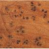 Woodcraft Thuya Burl 3/4" X 3/4" X 5" 1-Piece view 2
