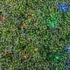 Novelty Lights 4x6 Outdoor Net Lights, 100 Multicolor LEDs, Green Wire view 3