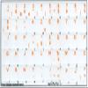 French Belgian Keyboard Decals ON Transparent Background with Blue, Orange, RED, White OR Yellow Lettering (14X14) (Orange) view 2
