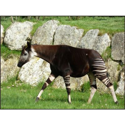 Customized Poster/wallpaper Okapi African Animals Awesome Gift (19 x 14 inch)