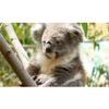 Customized Poster/wallpaper Koala Endemic Animals Awesome Gift (24 x 14 inch) view 1