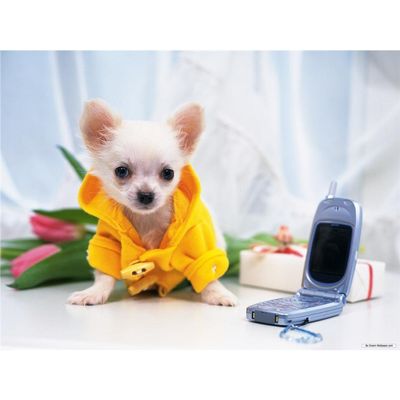 Customized Poster/wallpaper Chihuahua Pet Dog Awesome Gift (32 x 24 inch)