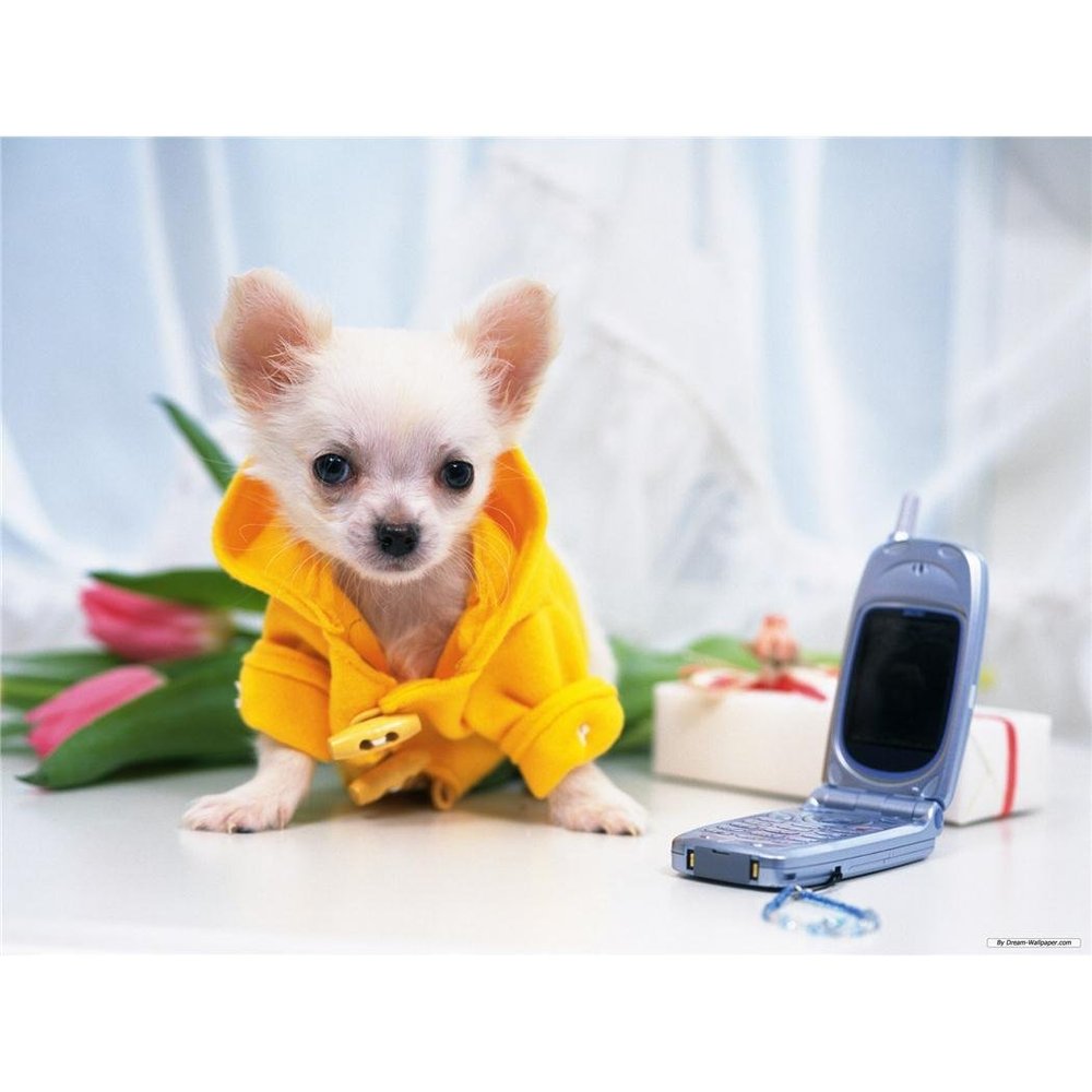Customized Poster/wallpaper Chihuahua Pet Dog Awesome Gift (32 x 24 inch)