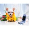 Customized Poster/wallpaper Chihuahua Pet Dog Awesome Gift (19 x 14 inch) view 1