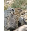 Customized Poster/wallpaper Pika Animals Awesome Gift (24 x 32 inch) view 1