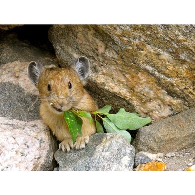 Customized Poster/wallpaper Pika Animals Awesome Gift (32 x 24 inch)