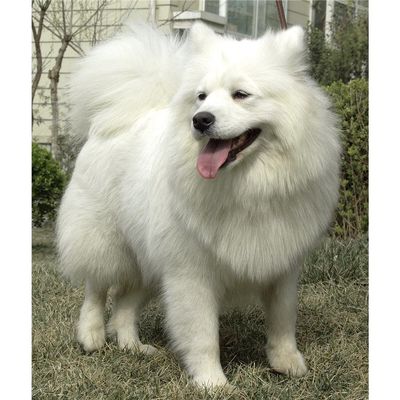 Customized Poster/wallpaper Samoyed Huli Gou Dog Awesome Gift (14 x 17 inch)