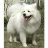 Customized Poster/wallpaper Samoyed Huli Gou Dog Awesome Gift (14 x 17 inch) view 1