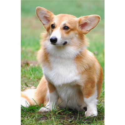 Customized Poster/wallpaper Welsh Corgi Pembroke Dwarf Dog Pets Awesome Gift (24 x 36 inch)