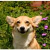 Customized Poster/wallpaper Welsh Corgi Pembroke Dwarf Dog Pets Awesome Gift (25 x 24 inch) view 1