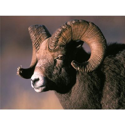 Customized Poster/wallpaper Bighorn Sheep Animals Awesome Gift (32 x 24 inch)