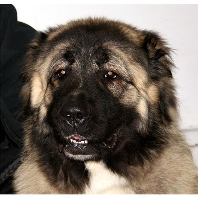 Customized Poster/wallpaper Caucasian Shepherd Dog Russian Dog Awesome Gift (15 x 14 inch)