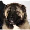 Customized Poster/wallpaper Caucasian Shepherd Dog Russian Dog Awesome Gift (15 x 14 inch) view 1