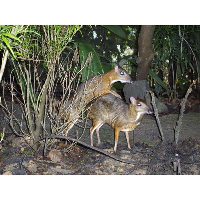 Customized Poster/wallpaper Lesser Mouse Deer Animals Awesome Gift (19 x 14 inch)