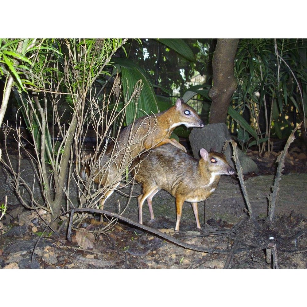Customized Poster/wallpaper Lesser Mouse Deer Animals Awesome Gift (19 x 14 inch)