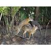 Customized Poster/wallpaper Lesser Mouse Deer Animals Awesome Gift (19 x 14 inch) view 1
