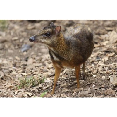 Customized Poster/wallpaper Lesser Mouse Deer Animals Awesome Gift (36 x 24 inch)