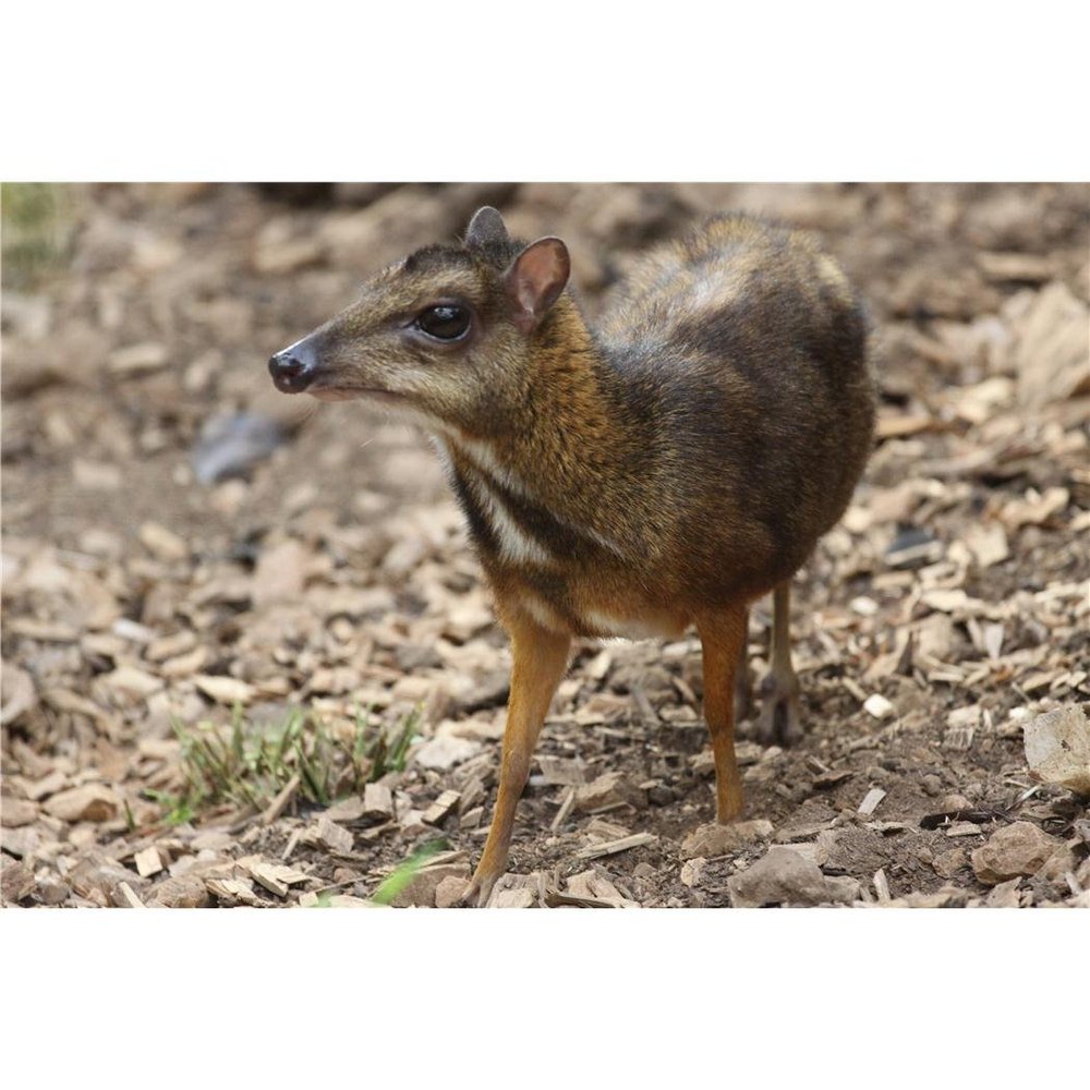 Customized Poster/wallpaper Lesser Mouse Deer Animals Awesome Gift (36 x 24 inch)
