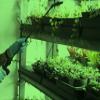MiracleLED 604758 11W A19 Grow Room Specialty Light with Green LED Bulb, Omni directional, 4-Pack view 2