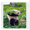 [case forcolor]:Hanging Panda Hard Case for ipod touch4. view 1