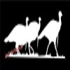 7 x 2.25" Turkeys in Line Tom Strut Vinyl Die Cut Decal Bumper Sticker, Windows, Cars, Trucks, laptops, etc view 1