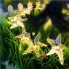 ELEOPTION 6M LED Solar Powered, IP65 Waterproof 30 LEDs with 2 Modes Steady On/Flash Multi-Function for Outdoor Indoor (Starfish, Yellow) view 2