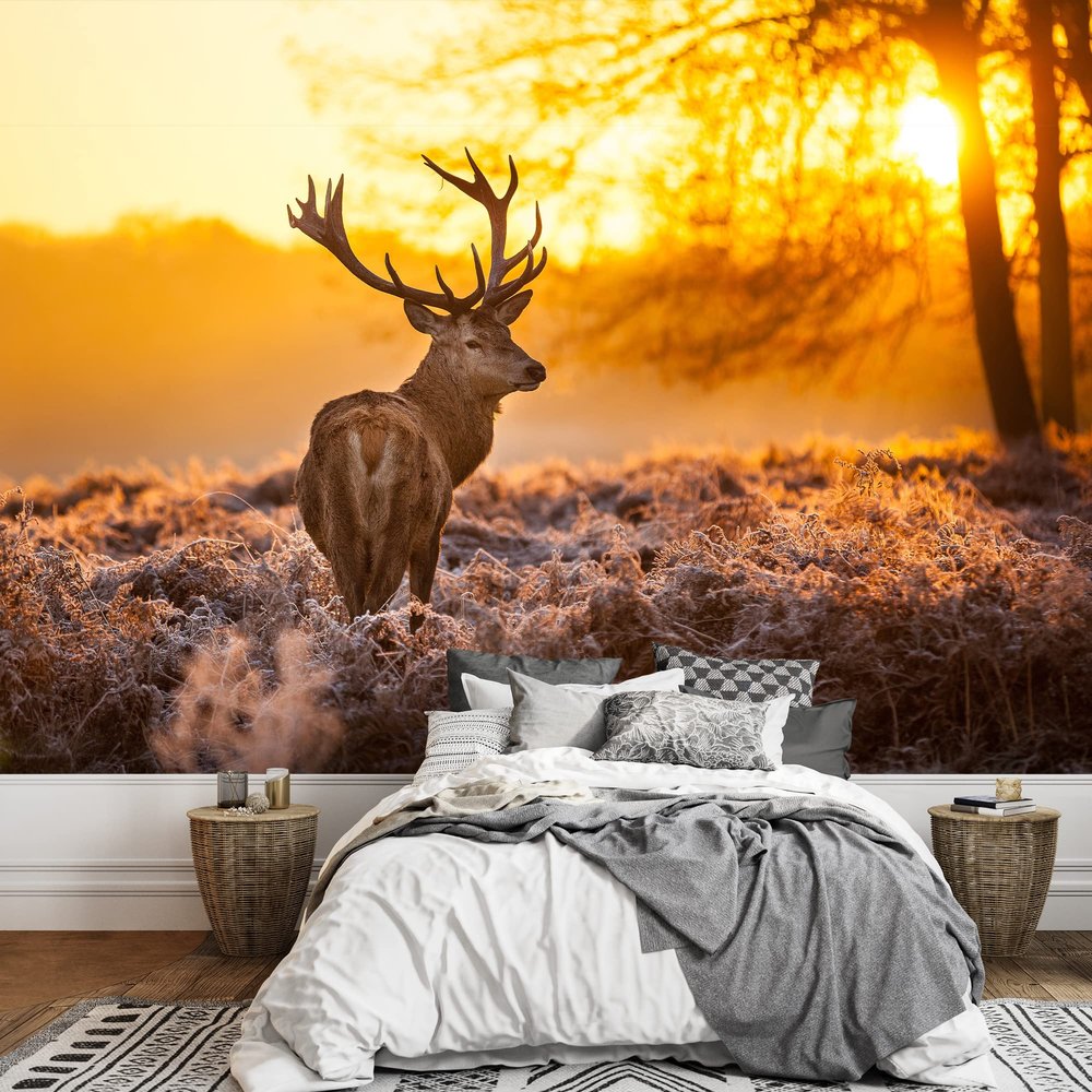 wall26 - Red Deer in Morning Sun - Removable Wall Mural | Self-Adhesive Large Wallpaper - 66x96 inches