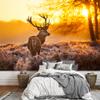 wall26 - Red Deer in Morning Sun - Removable Wall Mural | Self-Adhesive Large Wallpaper - 66x96 inches view 1