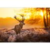 wall26 - Red Deer in Morning Sun - Removable Wall Mural | Self-Adhesive Large Wallpaper - 66x96 inches view 2