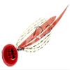 Majorcraft TM-458REDORANGE Tainomi 45g view 1